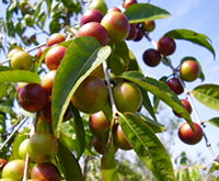 camucamu